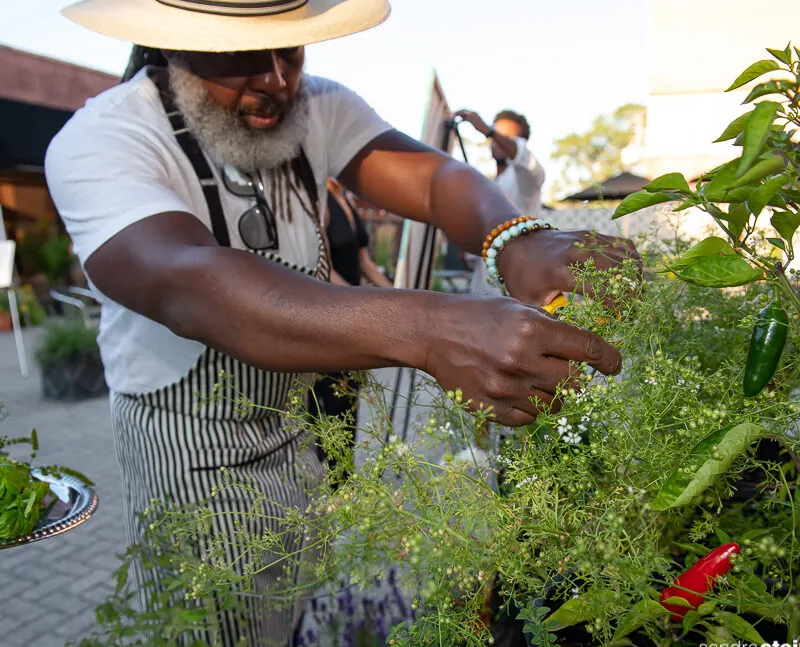 Chef Cliff Rome, in a white shirt and striped apron, picking herbs from a rooftop garden